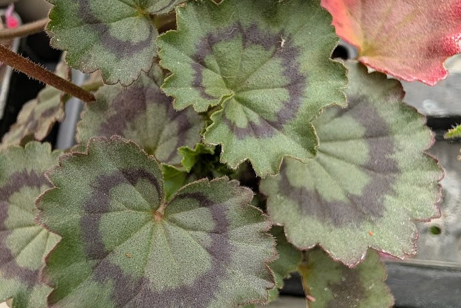 PELARGONIUM Friesdorf