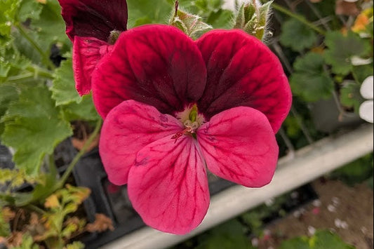 PELARGONIUM Key's Unique
