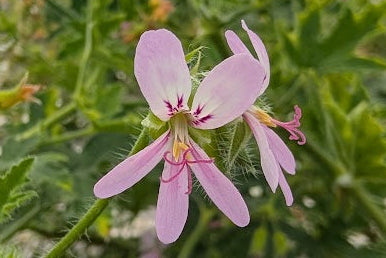 PELARGONIUM Peppermint Stick