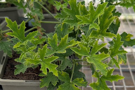 PELARGONIUM Peppermint Stick