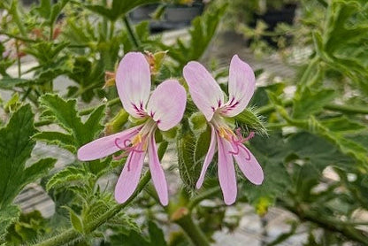 PELARGONIUM Peppermint Stick