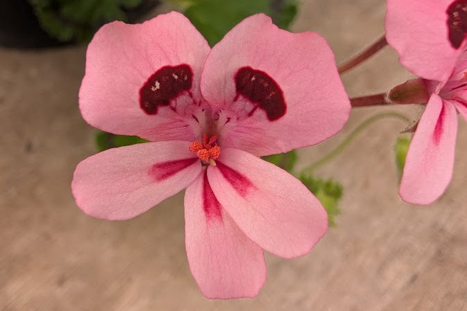 PELARGONIUM alpinum