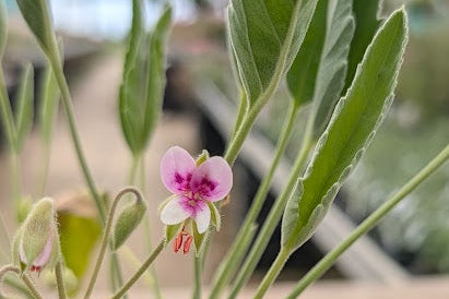 PELARGONIUM caespitosum