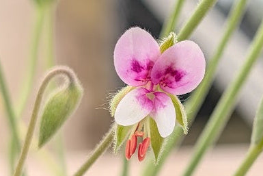 PELARGONIUM caespitosum