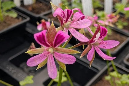 PELARGONIUM Saxifragoides