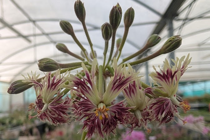 PELARGONIUM affrum