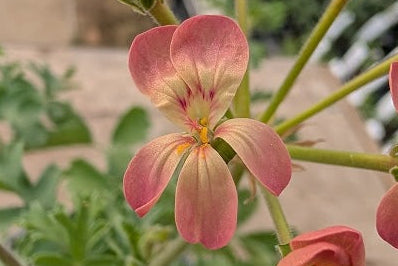 PELARGONIUM gibbosum Vild Art