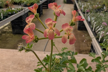 PELARGONIUM gibbosum Vild Art