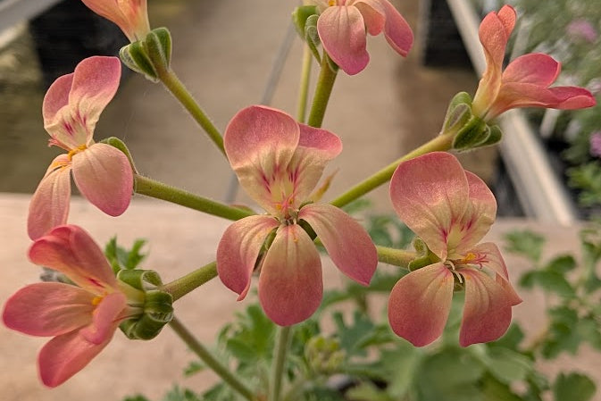 PELARGONIUM gibbosum Vild Art