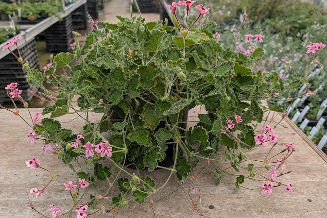 PELARGONIUM alpinum