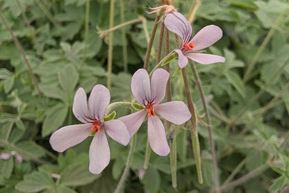 PELARGONIUM quinquelobatum