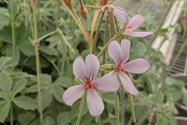 PELARGONIUM quinquelobatum