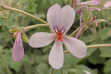 PELARGONIUM quinquelobatum
