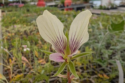 PELARGONIUM praemorsum ssp speciosum