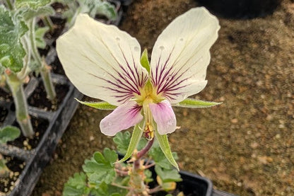PELARGONIUM praemorsum ssp speciosum