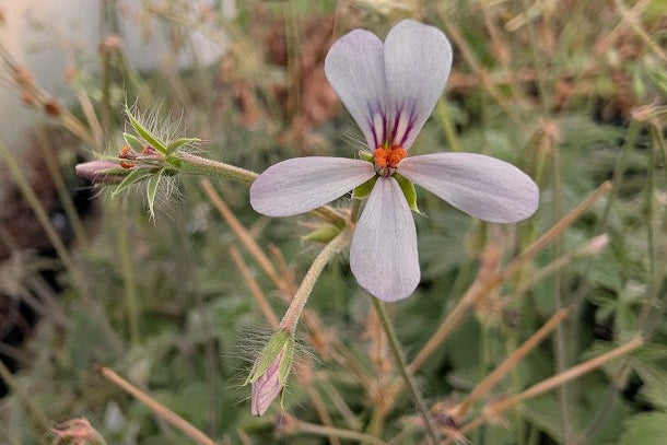 PELARGONIUM quinquelobatum