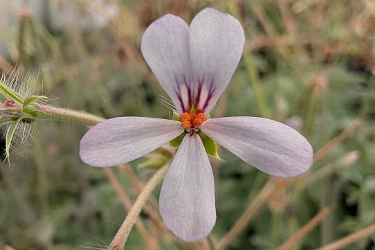 PELARGONIUM quinquelobatum