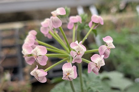PELARGONIUM gibbosum Bicolour