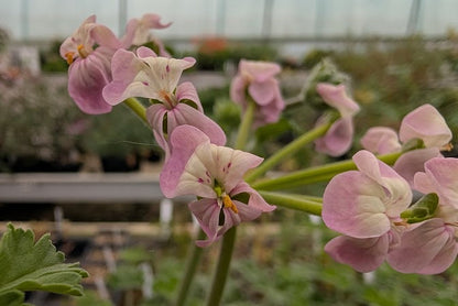 PELARGONIUM gibbosum Bicolour