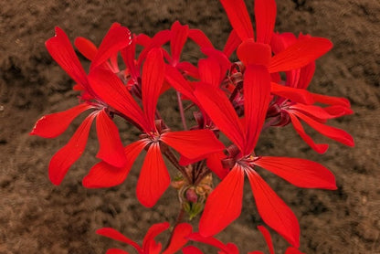 PELARGONIUM Friesdorf