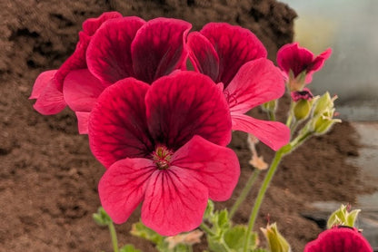 PE;ARGONIUM Key's Unique