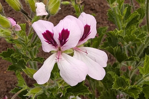 PELARGONIUM Princeanum