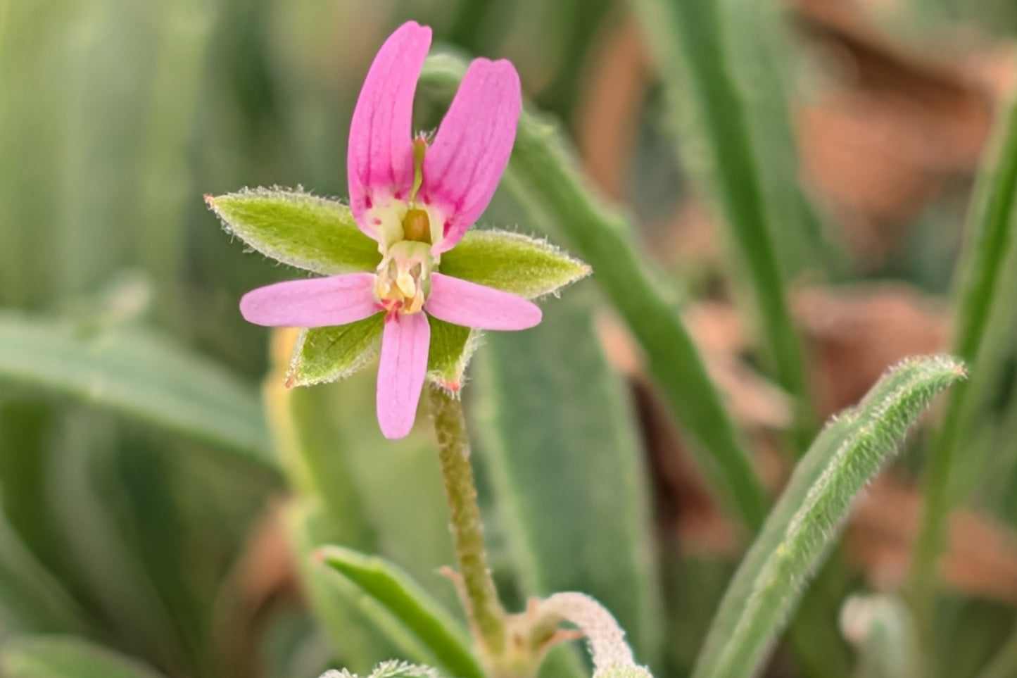 PELARGONIUM coronopifolium