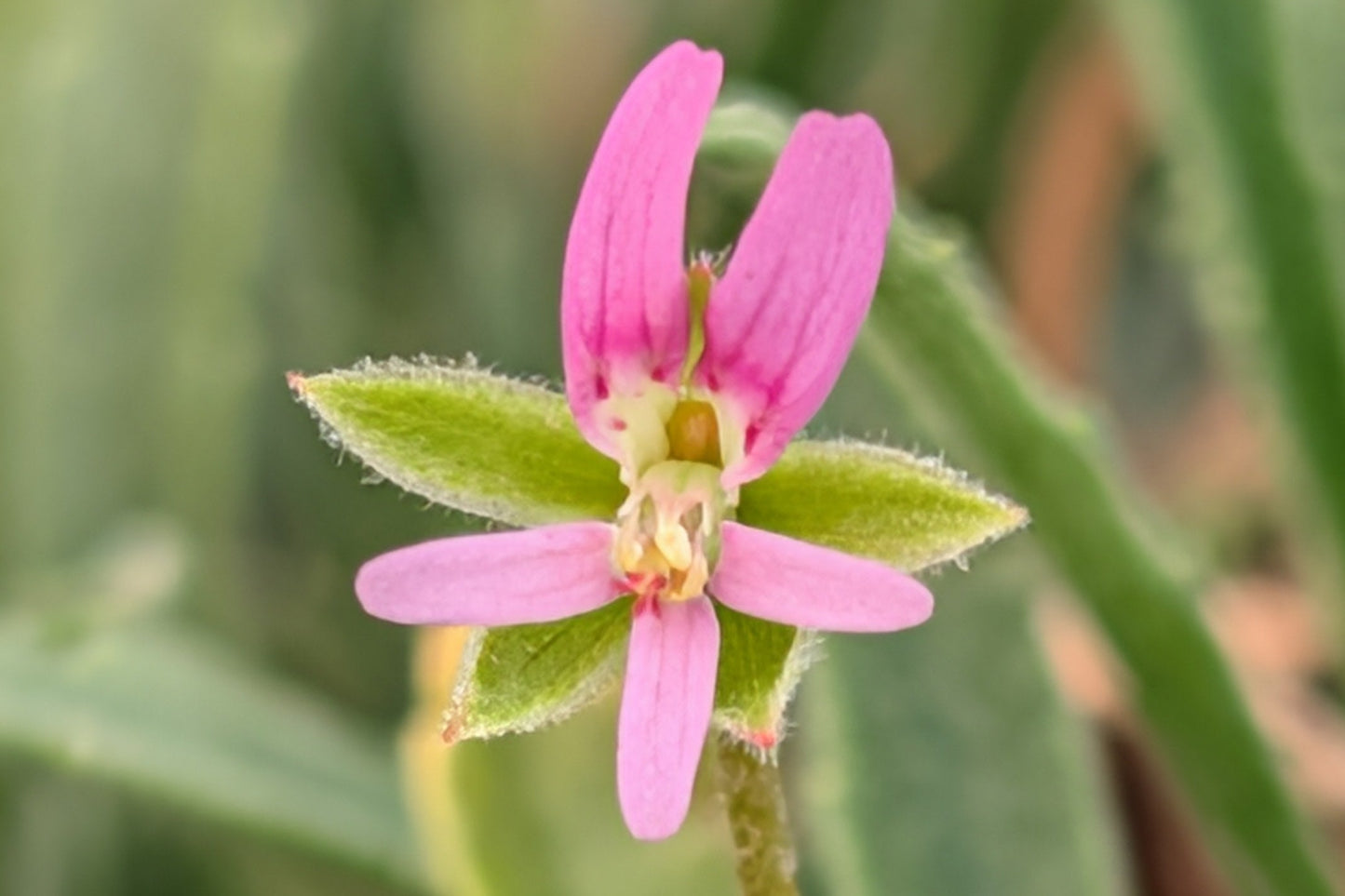 PELARGONIUM coronopifolium