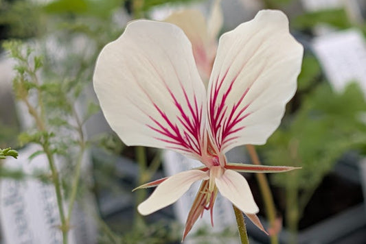 PELARGONIUM longicaule
