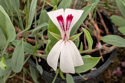 PELARGONIUM lanceolatum