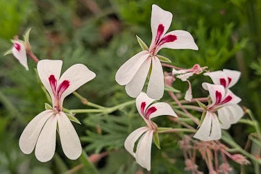 PELARGONIUM lanceolatum