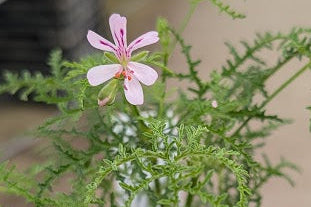 PELARGONIUM denticulatum Filicifolium