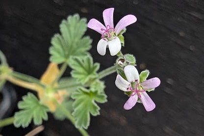 PELARGONIUM nanum