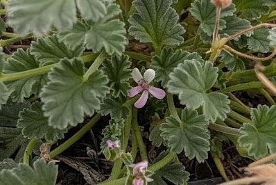PELARGONIUM nanum