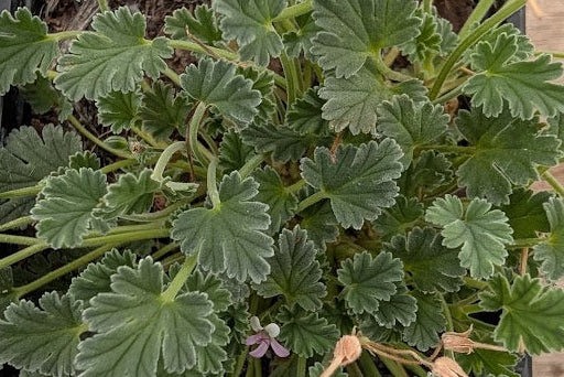 PELARGONIUM nanum
