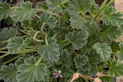 PELARGONIUM nanum