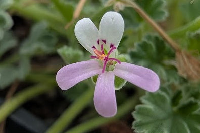 PELARGONIUM nanum