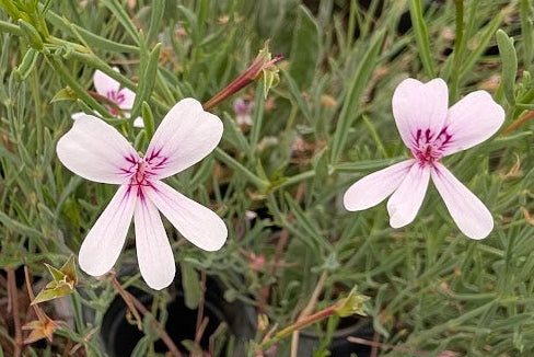 PELARGONIUM laevigatum