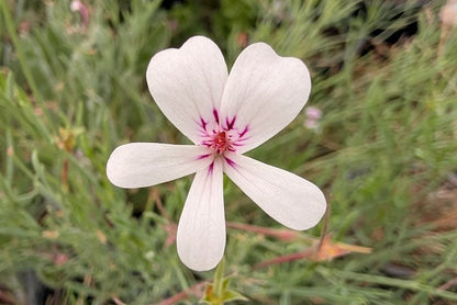 PELARGONIUM laevigatum