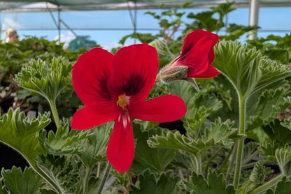 PELARGONIUM Unique Aurore