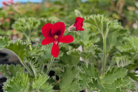 PELARGONIUM Unique Aurore