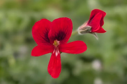 PELARGONIUM Unique Aurore