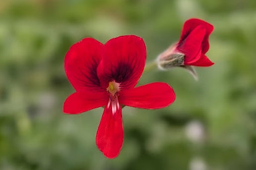 PELARGONIUM Unique Aurore