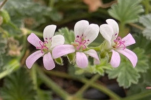 PELARGONIUM nanum