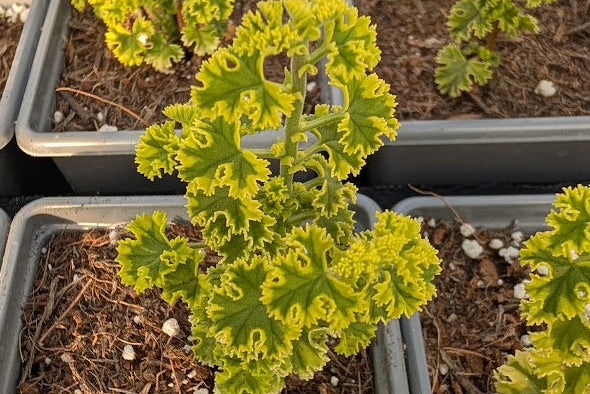 PELARGONIUM Cy's Sunburst