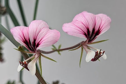 PELARGONIUM tetragonum