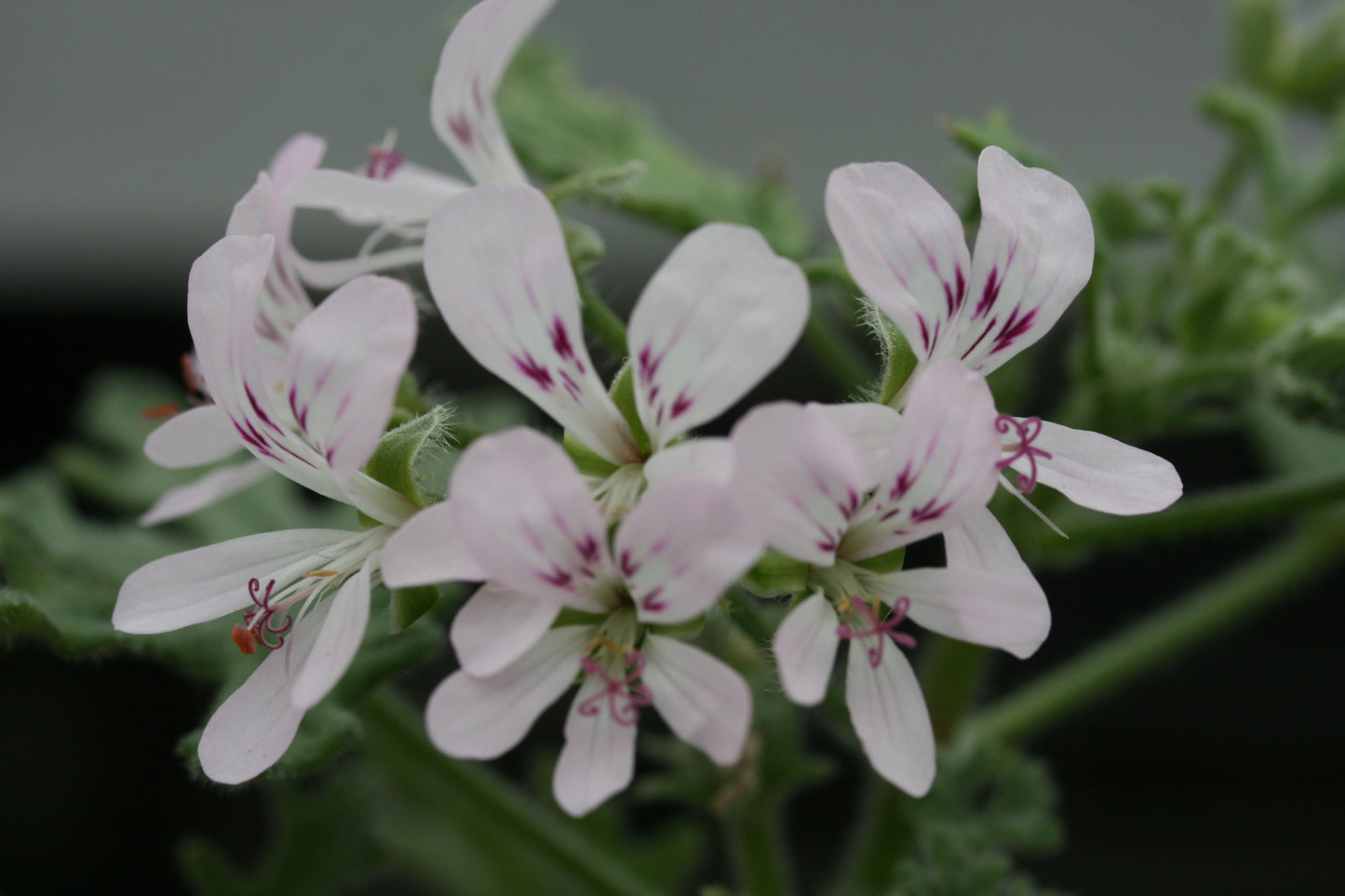 PELARGONIUM Fern Mint