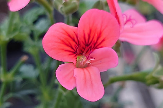 Pelargonium Arcturus