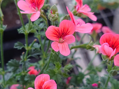 Pelargonium Arcturus