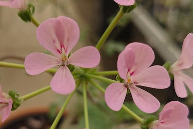 PELARGONIUM Lara Viking